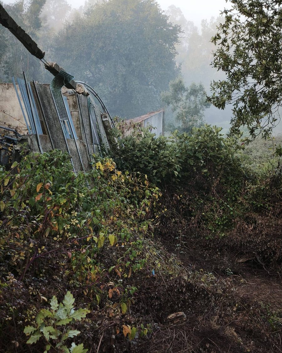 Antes: terreno com mato alto e silvas junto a um barracão antigo